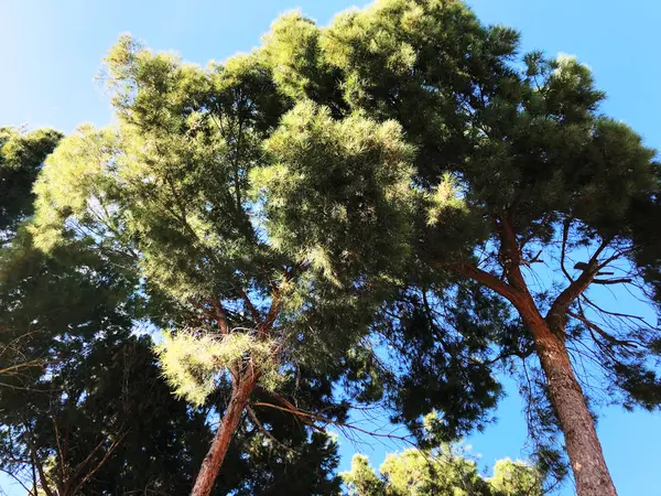 Vista inferior de pino viejo alto con cielo azul en el fondo —  Fotos de Stock