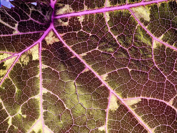Zelená textura zblízka. Podrobnosti o makrech čerstvých rostlinných listů s větvení žíly a konstrukce. Podsvícení. — Stock fotografie