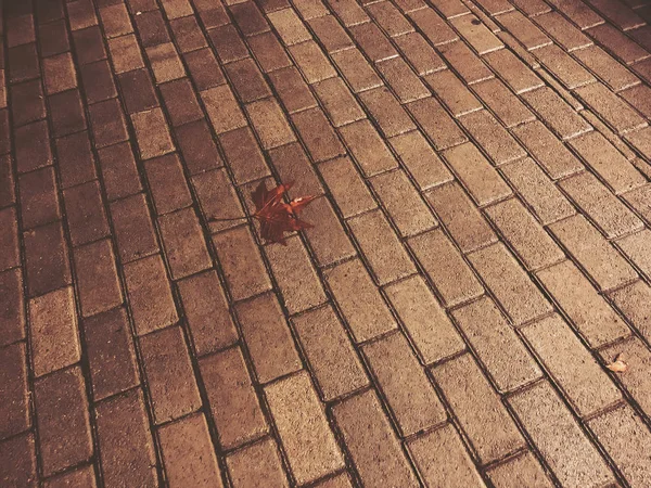 Ősszel lehullott levél a dekoratív szürke beton tégla. Közeli lövést — Stock Fotó