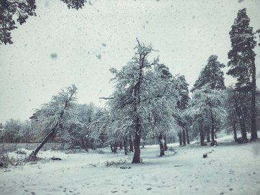 Kar yağışı. Kar ağaçlarda. Dağ kayak merkezi Bakuriani