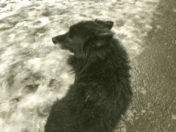 Yard fluffy black dog running outside in the snow. Snapshot near