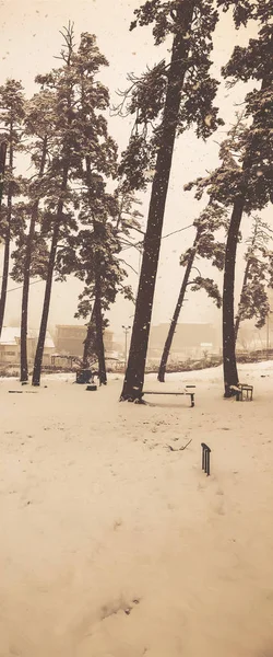 Sněžení. Stromy ve sněhu. Horské lyžařské středisko Bakuriani — Stock fotografie