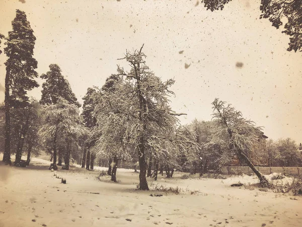 Kar yağışı. Kar ağaçlarda. Dağ kayak merkezi Bakuriani — Stok fotoğraf