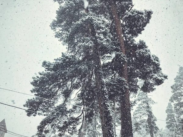 Snowfall. Trees in the snow. Mountain ski resort Bakuriani — Stock Photo, Image