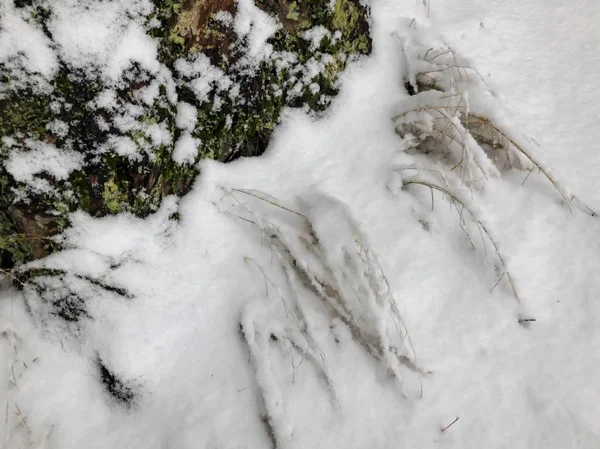 Moss cubierto por la nieve en la superficie del árbol. Moss creciendo en un árbol. Primer plano — Foto de Stock