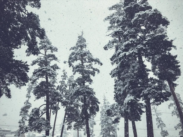 Nevadas. Árboles en la nieve. Estación de esquí de montaña Bakuriani —  Fotos de Stock