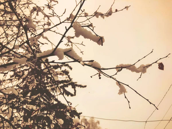 木の春、雪の中で葉。街の通りに雪。バクリアーニの冬の始まり — ストック写真