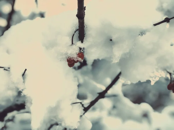 雪のナナカマドの木の小枝。都市の通りで雪が降る。バクリアニで冬の初め — ストック写真