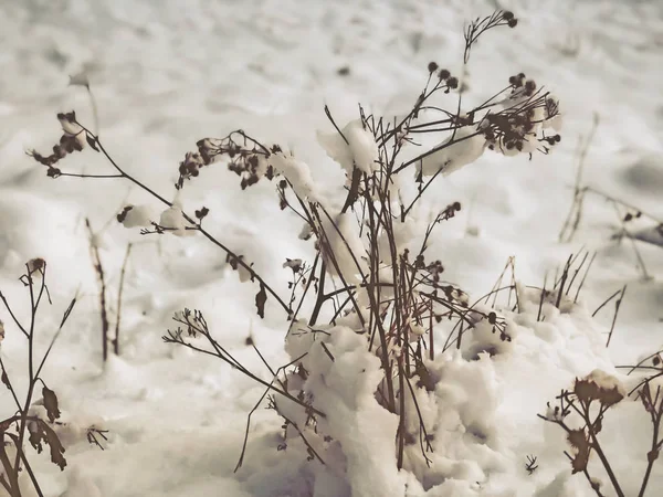 Una ramita de un árbol, hojas en la nieve. Nieve en la calle de la ciudad. El comienzo del invierno en Bakuriani — Foto de Stock