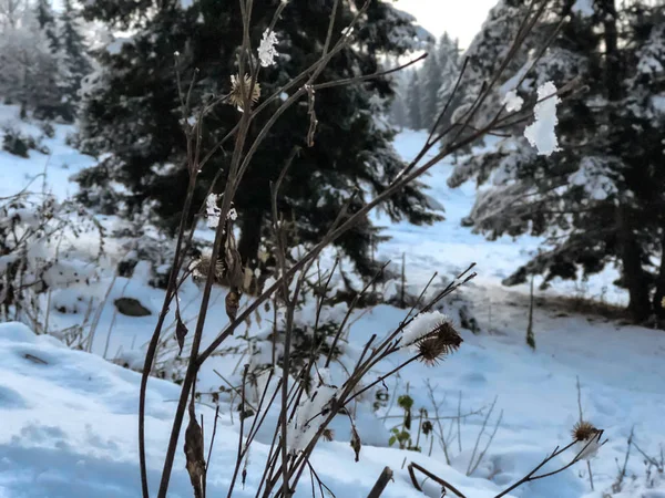 Ağaç şelalesi, karda yapraklar. Şehrin sokaklarında kar yağıyor. Bakuriani 'de kışın başlangıcı