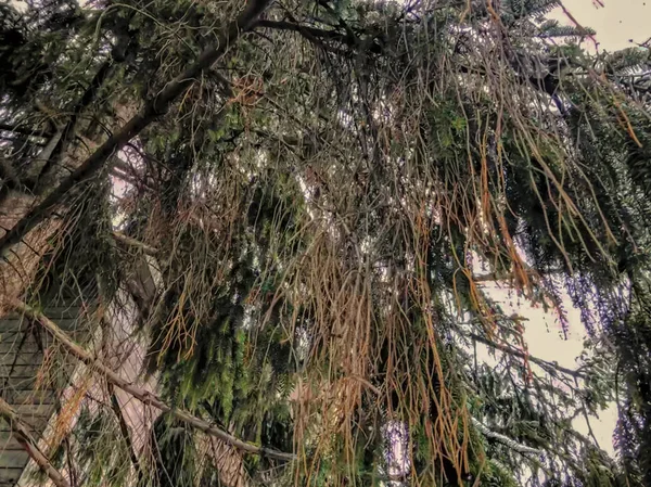 Zweig einer Fichte mit weißem Schnee. Winter in der Stadt. Nahaufnahme — Stockfoto