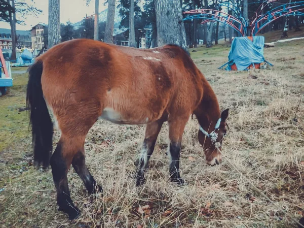 Лошадь жует сухую траву на территории городского парка — стоковое фото