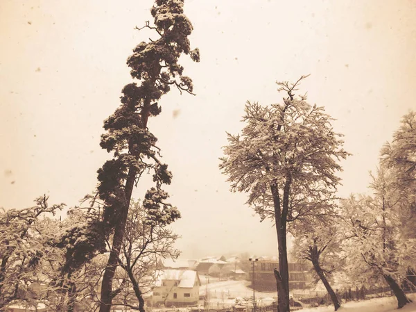 Snöfall. Träd i snön. Himlen i vintersäsongen. Vacker utsikt — Stockfoto