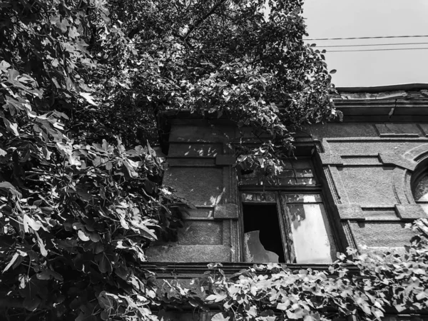 Alte Architektur von Tiflis, Hof, Fenster an Sommertagen. Grünes Laub gegen das alte Gebäude — Stockfoto