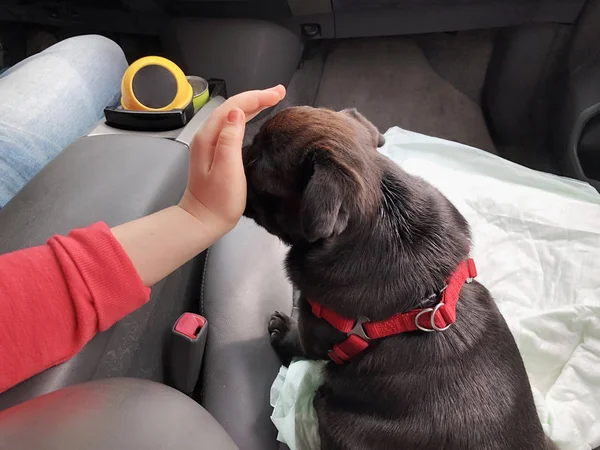 Zwarte Pug in de auto. Meisje speelt met pugin de voor stoel van de auto — Stockfoto