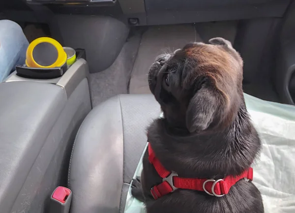 Zwarte Pug in de auto. Pug zit naast de chauffeur — Stockfoto