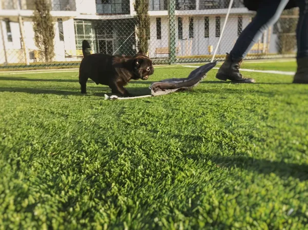 Zwarte Pug speelt op het sportveld. Zonnige dag in de tuin van een nieuw huis. Vervagingseffect — Stockfoto