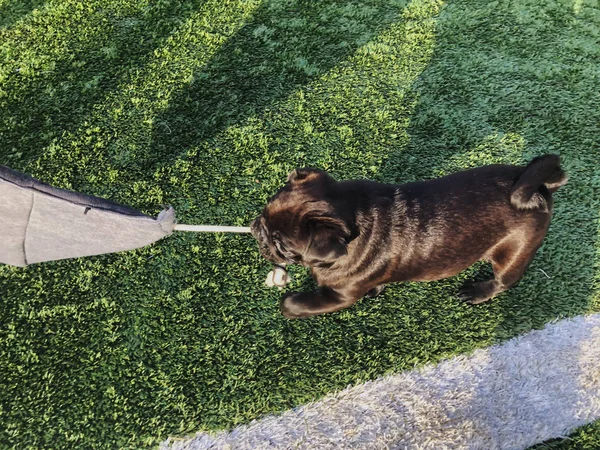 Der schwarze Mops spielt auf dem Sportplatz. sonniger Tag im Hof eines neuen Hauses — Stockfoto