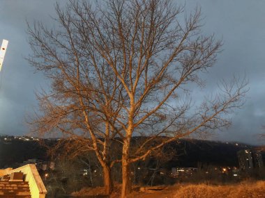 Gece aydınlatması ile ağaçlara gece manzarası açılıyor