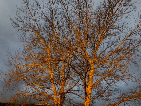 Gece aydınlatması ile ağaçlara açılan gece manzarası — Stok fotoğraf