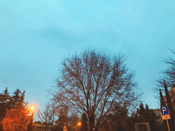 Nattvy som vetter mot vägen. Träd med nattbelysning — Stockfoto