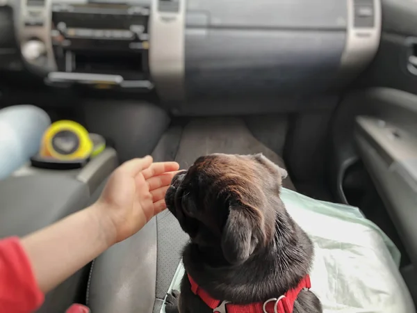 Černý Pug v autě. Dívka si hraje s pugrem na předním sedadle auta. Efekt rozostření — Stock fotografie