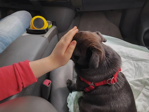 Um pug preto no carro. Menina brinca com pugin no banco da frente do carro — Fotografia de Stock