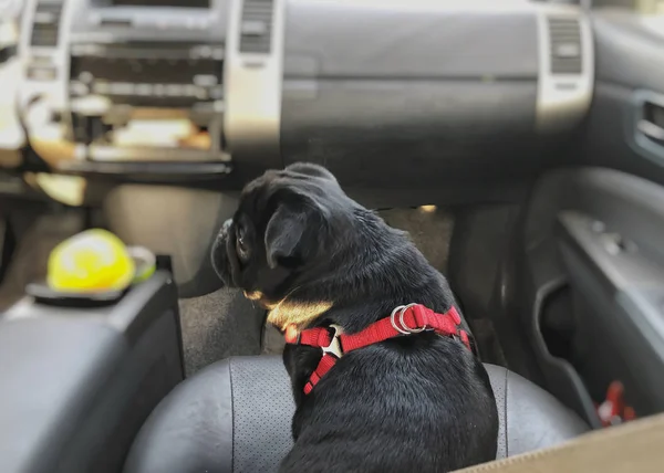 Um pug preto no carro. Pug se senta ao lado do motorista — Fotografia de Stock