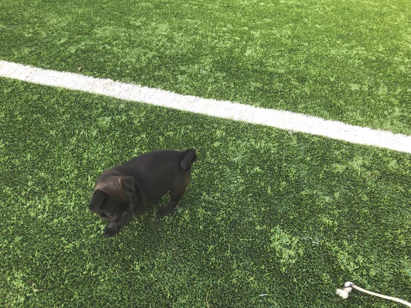 Der schwarze Mops spielt auf dem Sportplatz. sonniger Tag im Hof eines neuen Hauses — Stockfoto