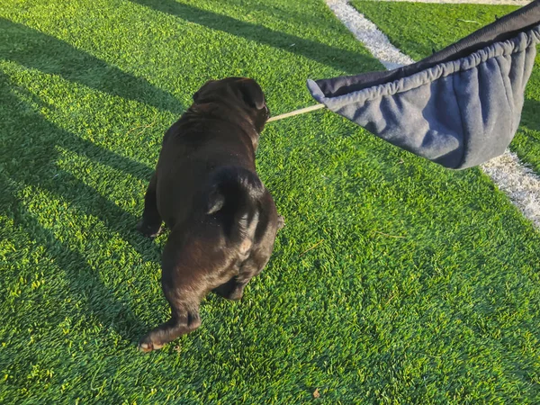 Zwarte Pug speelt op het sportveld. Zonnige dag in de tuin van een nieuw huis — Stockfoto