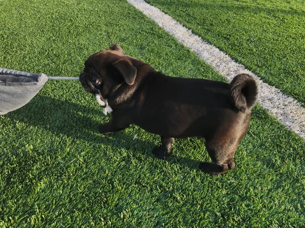 Der schwarze Mops spielt auf dem Sportplatz. sonniger Tag im Hof eines neuen Hauses — Stockfoto