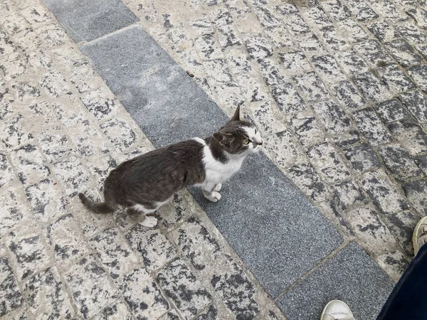 Όμορφη γάτα με γκρίζες και λευκές κηλίδες σε ένα δρόμο της πόλης. Κοντινό πλάνο — Φωτογραφία Αρχείου