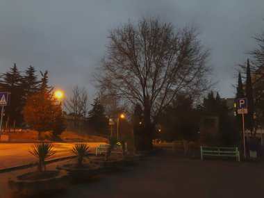 Gece manzarası yola açılıyor. Gece aydınlatmalı ağaçlar