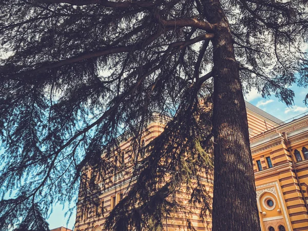 Abeto contra el cielo azul y edificios en la antigua ciudad de Tiflis — Foto de Stock