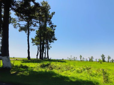 Bir sahil beldesi köyünde bulutsuz gökyüzü, ufuk, deniz, çam ağaçları
