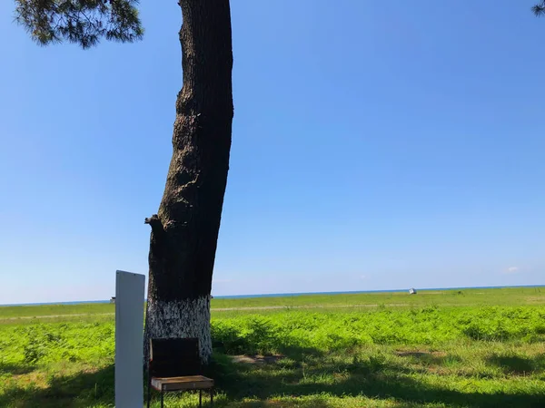 Cloudless sky, horizon, sea, road, tree near the road