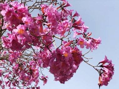 Şehir botanik parkı bahar doğa çiçek pembe ağaç dalı. Bir ağaç dalı üzerinde açan pembe yaprakları ile Çiçekler.