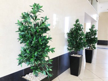 Binanın vestibüle tencere yeşil bitkiler