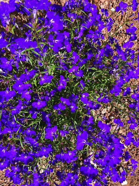 Macro foto da natureza arbusto florido. Textura de fundo de um arbusto com flores violetas florescentes — Fotografia de Stock