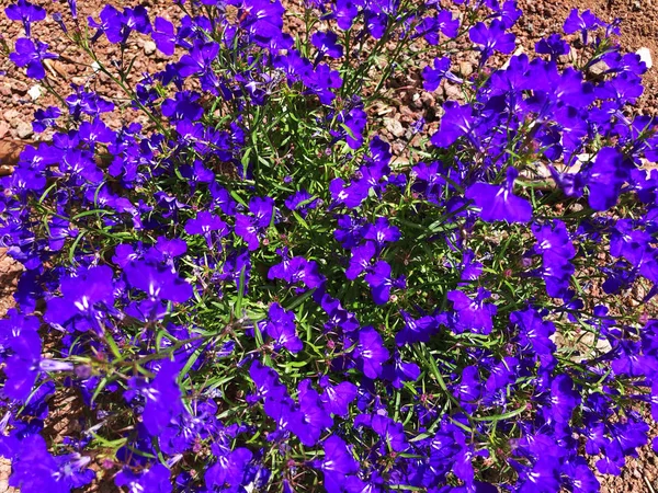 Macro foto del arbusto floreciente de la naturaleza. Textura de fondo de un arbusto con flores violetas florecientes — Foto de Stock