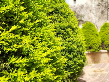 Potada selvi, arka planda kozalaklı ağaçlar sokak