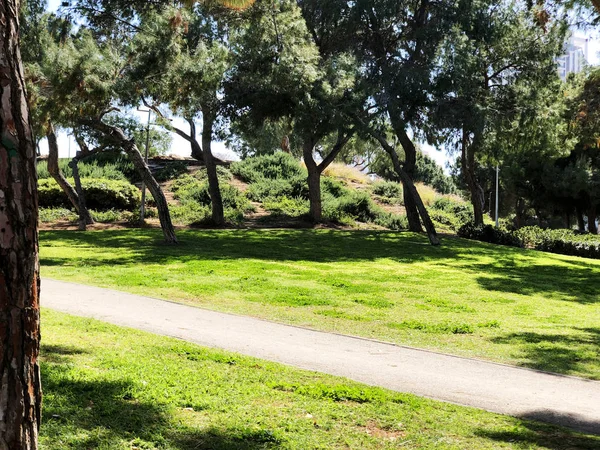 Paesaggio soleggiato tagliato con erba verde sul prato, alberi e pini — Foto Stock