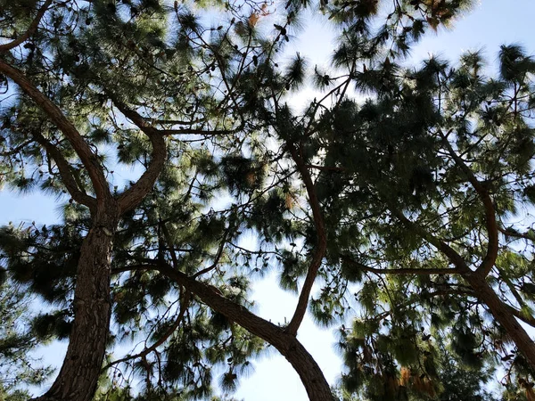 松树和树枝的棕色树干。松树底部视图. — 图库照片