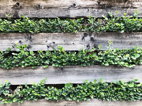 Schöne Gartenpflanzen Blätter grün Laub natürliche florale Pflanze und grau braun Holzzaun im Sonnenlicht — Stockfoto