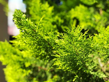 Potada selvi, arka planda kozalaklı ağaçlar sokak