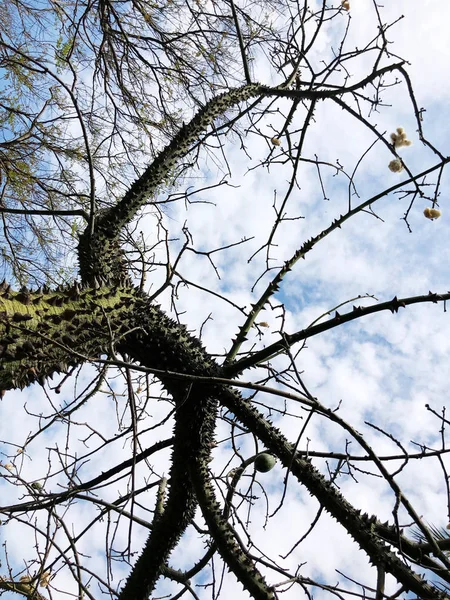 树的棕色树干，脊柱和树枝。树的底部视图. — 图库照片
