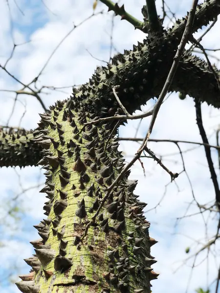 Brauner Baumstamm, Stacheln und Äste. Blick von unten auf den Baum. — Stockfoto