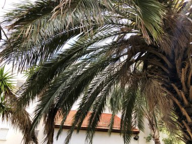 Köy evleri ile yalnız bir palmiye ağacı  