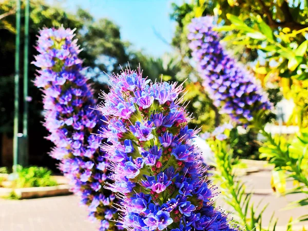 Grupo de flores silvestres que florescem em ruas de uma cidade, vertical. Flor roxa azul . — Fotografia de Stock