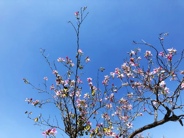 Fleurs arbre printemps arrière-plan. Belles fleurs tendres printemps rose fleurissent . — Photo